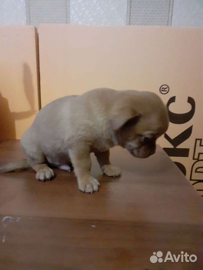 Чихуахуа и пекинес