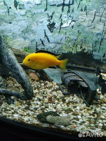 Лабидохромис Еллоу