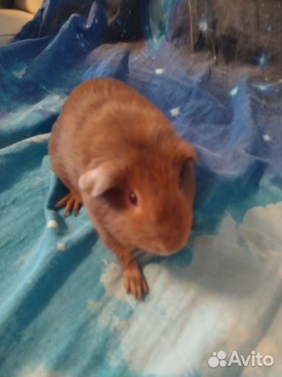 Морские свинки гладкошерстные