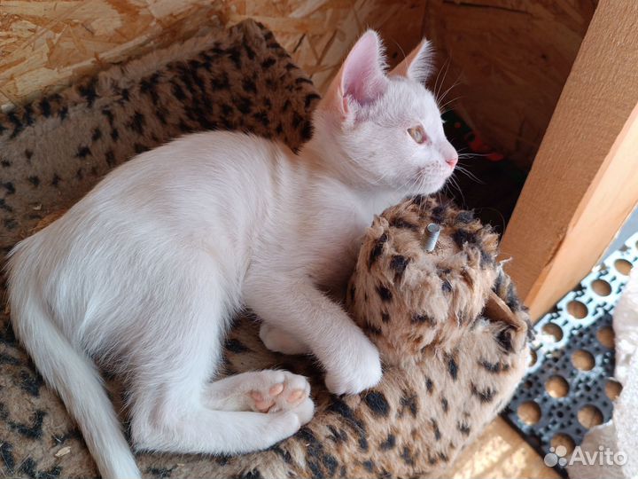 Кошки в добрые руки бесплатно