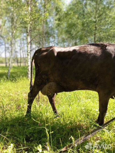 Корова дойная