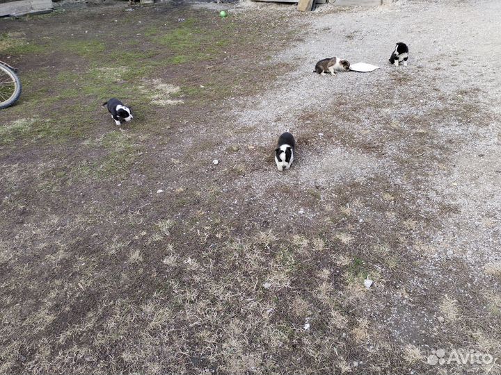 Щенки дворняшки бесплатно