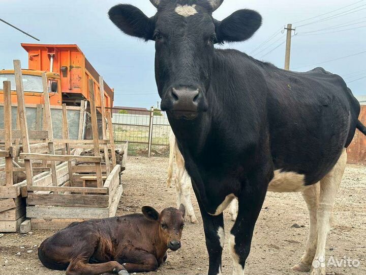 Корова с теленком