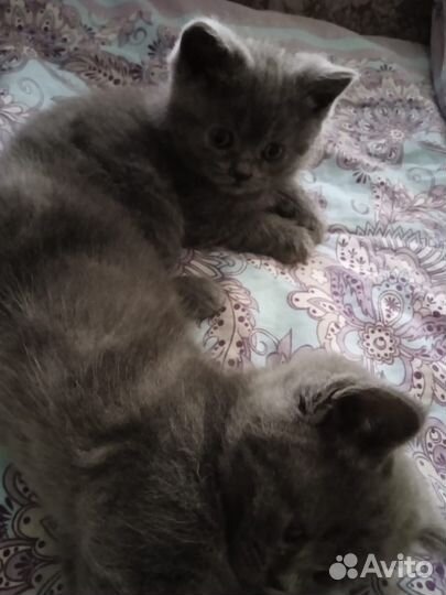 Британская