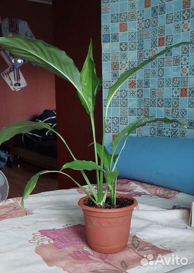 Спатифиллум