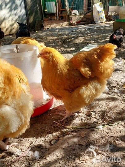 Куры орпингтон палевый