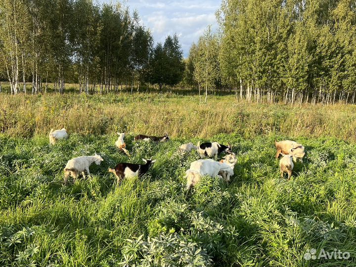 Козы и козлята