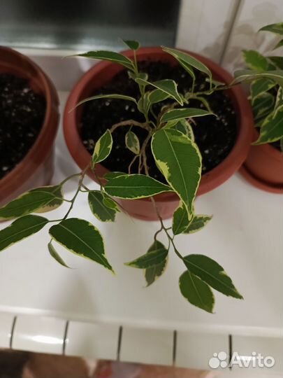 Диффенбахия, замиагулькас, фикус и др