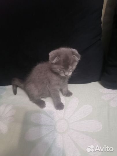 Котята в дар
