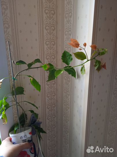 Бугенвиллия