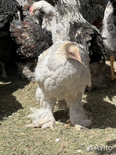 Петушки брама, фавероль, амераукана