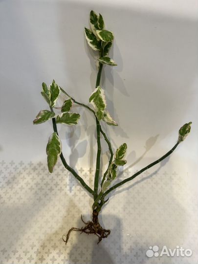 Полезный цветок педилантус (ростки)