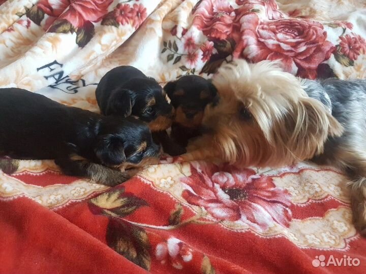 Йоркширский терьер щенки