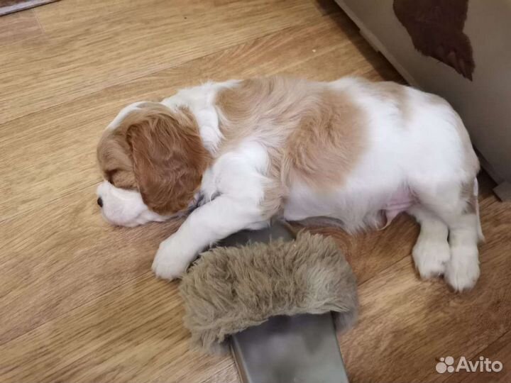 Девочки кавалер кинг чарльз РКФ