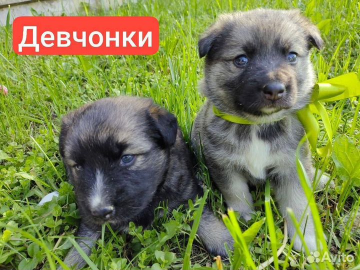 Щенки в добрые руки