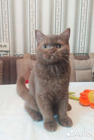 Британчики