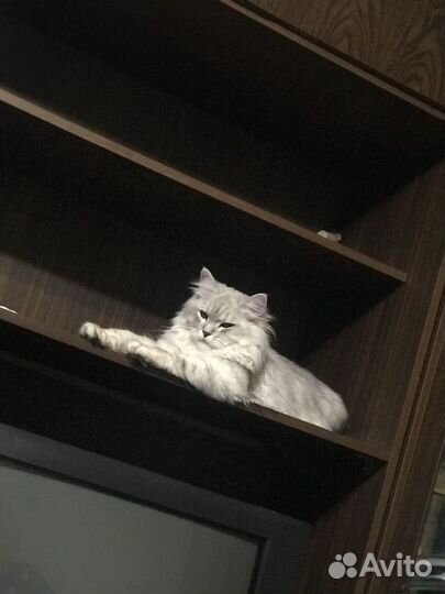 Персидский кот вязка