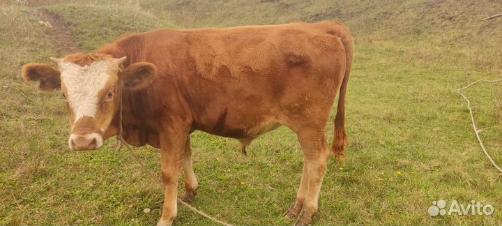 Стельная Телка и бычки