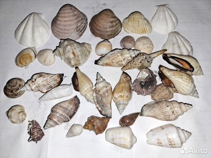 Раковины, ракушки морские