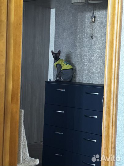 Канадский сфинкс