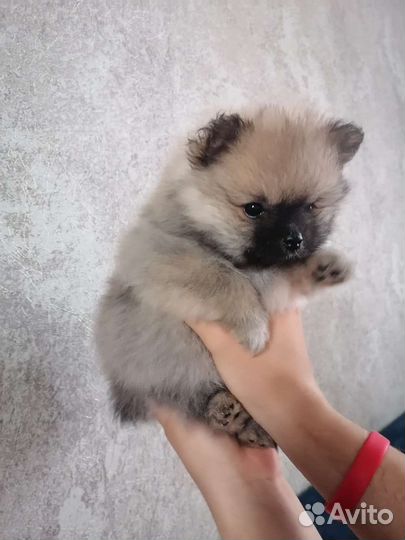 Щенки шпица