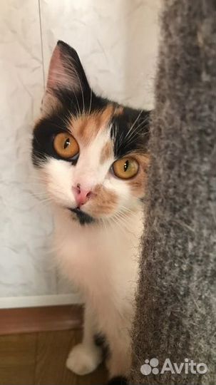Трехцветная Кошка