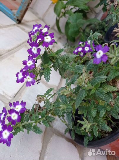 Вербена ампельная, вегетативная, коллизия