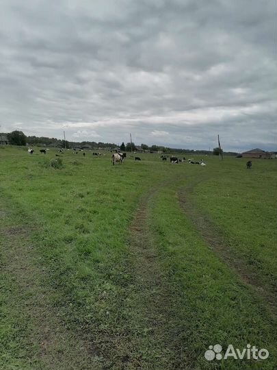 Продам коров Бычков телят