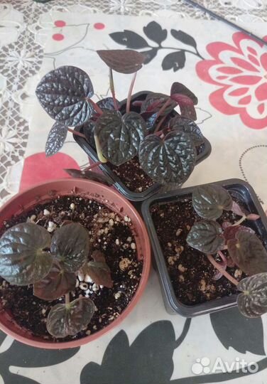 Пеперомия Шоколад