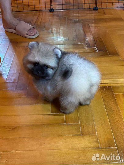 Щенки шпица