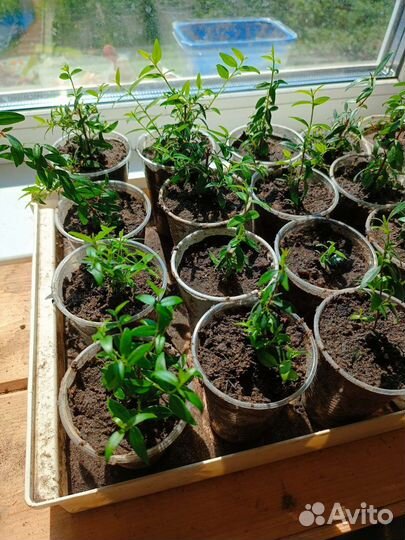 Комнатные цветы мирт