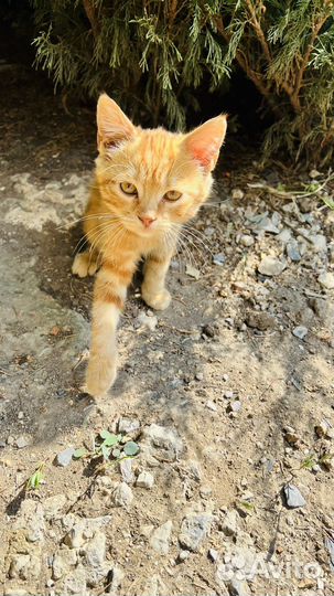 Котята бесплатно