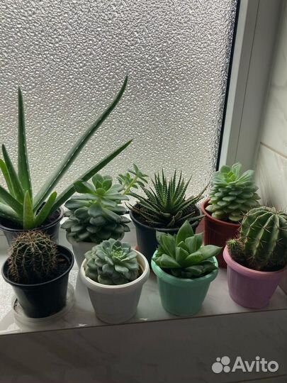 Суккуленты