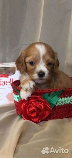 Мальтипу и кавапу