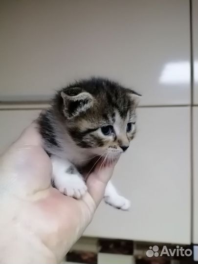 Котенок британец