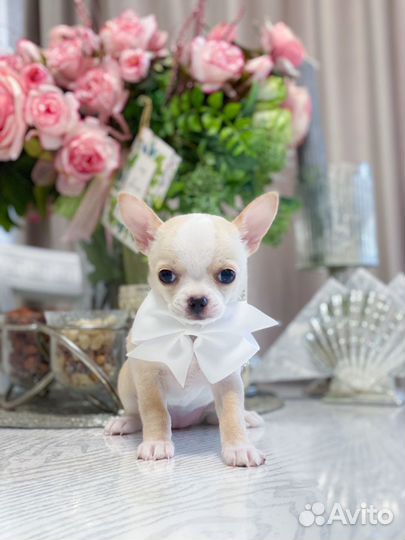 Чихуахуа девочка мини