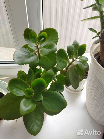 Каланхоэ цветущий