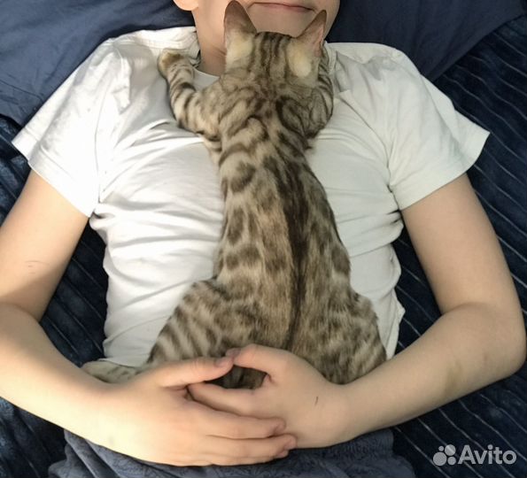 Бенгальские котята