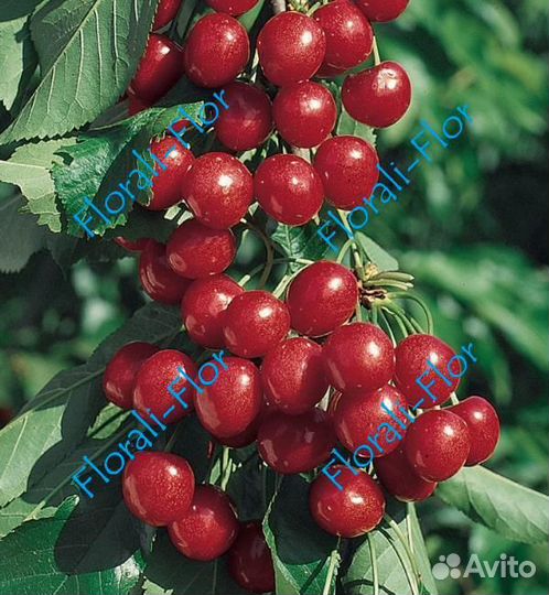 Вишня Колонна Восторг