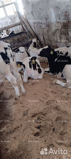 Крс бычки телки