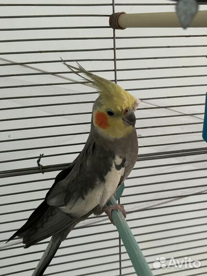 Попугай корелла мальчик