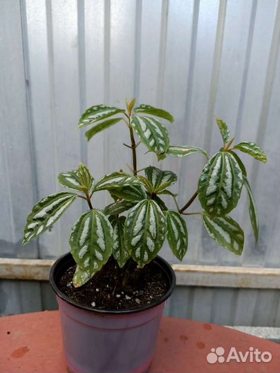 Пилея кадье