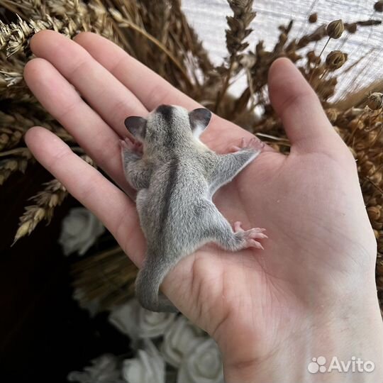 Белка летяга