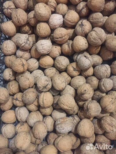 Орех грецкий