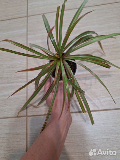 Драцена Маргината биколор