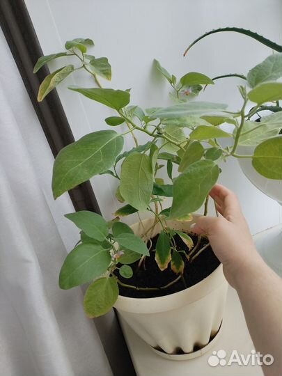 Лимонное дерево и баклажаны