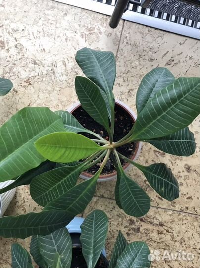 Молочай Эуфорбия