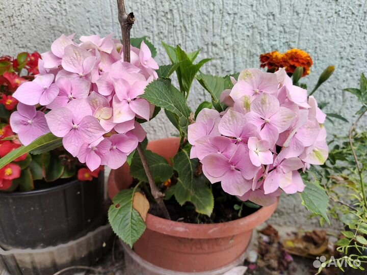 Гортензия крупнолистная саженцы