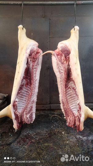 Мясо свинина