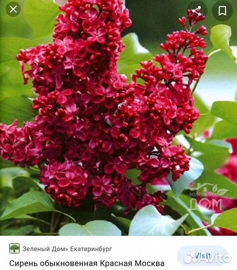 Саженцы плодовых деревьев сирень